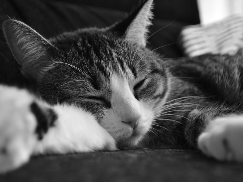 DESCANSO DO GATO
