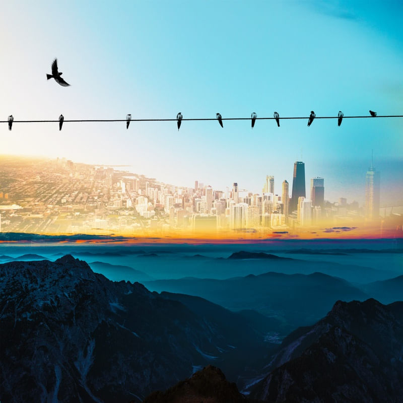BIRDS IN THE CITY