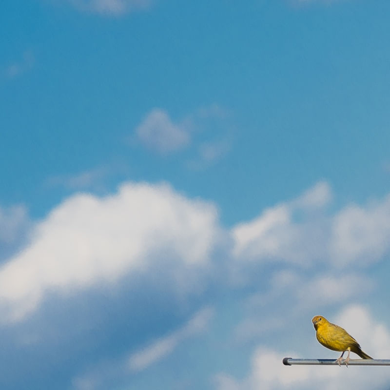 YELLOWBIRD