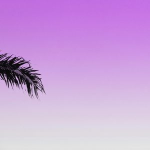 PALM LEAF