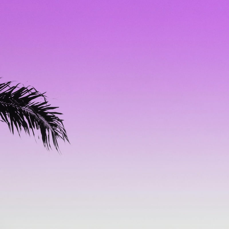 PALM LEAF