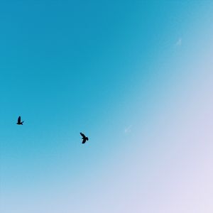 FLY FLY