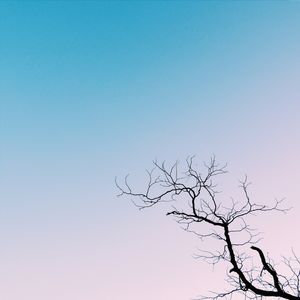 DRY TREE