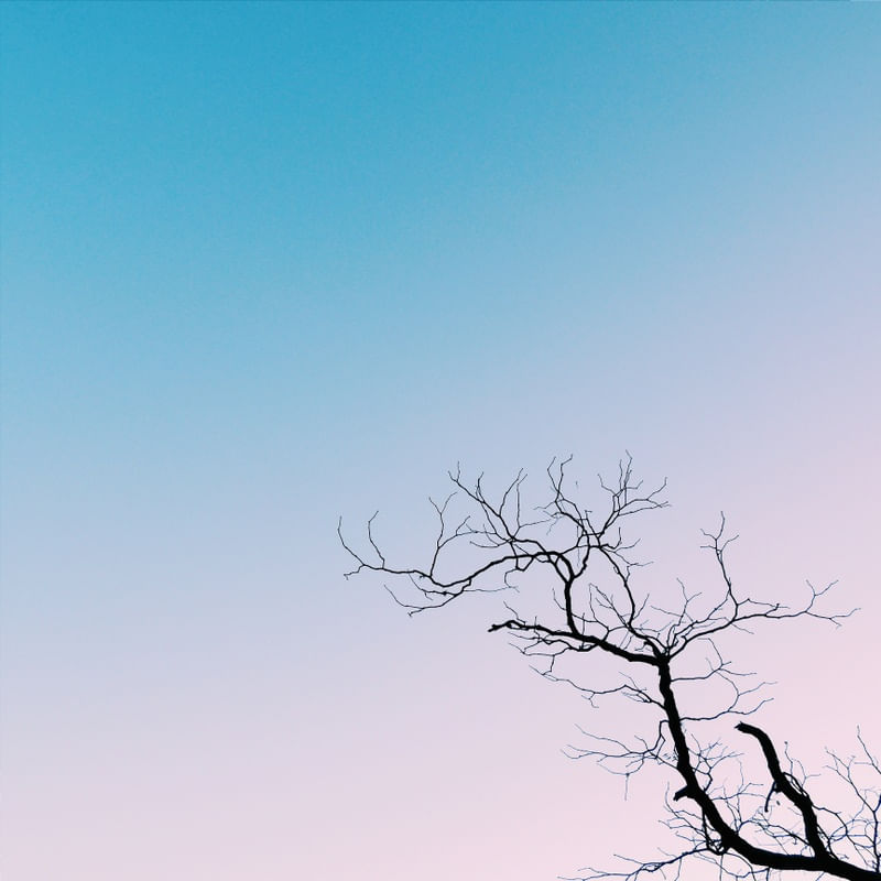 DRY TREE