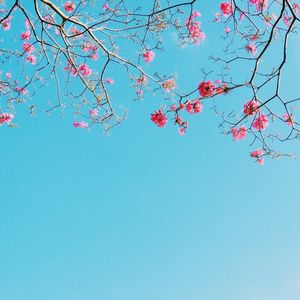 SKY BLOOM