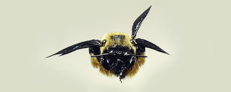 FLYING BEE