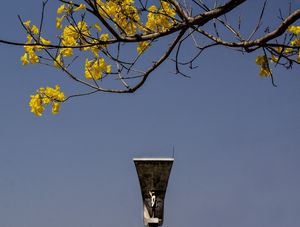 JK E O IPÊ AMARELO