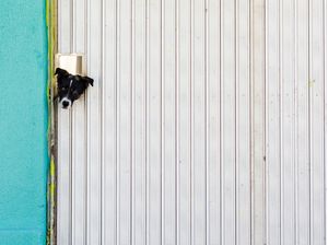 DOGSPY