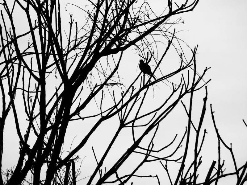 SOLITUDE ANIMAL