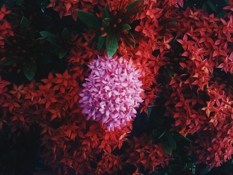 MAR DE FLOR
