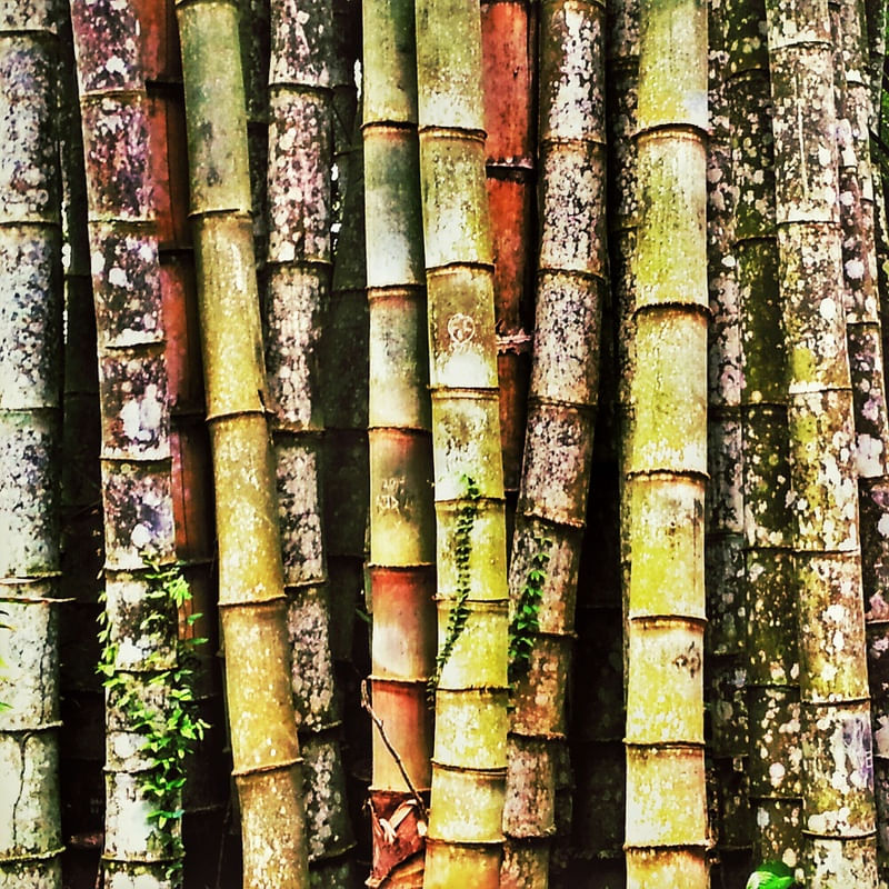 NATUREZA VIVA XV