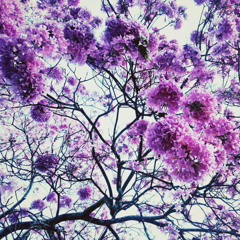 NATUREZA VIVA XVI