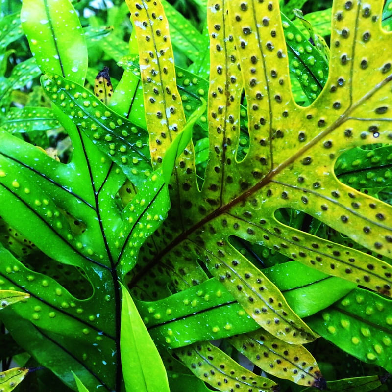 NATUREZA VIVA XXI