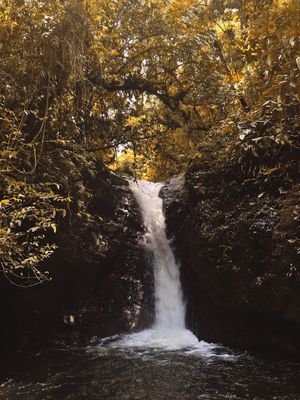 CACHOAMARELA