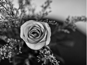 ROSA P