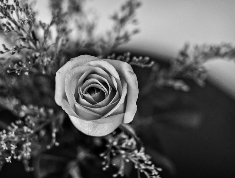 ROSA P