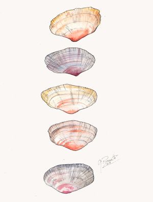 SEA SHELLS