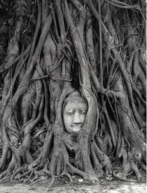 THAI CABEÇA