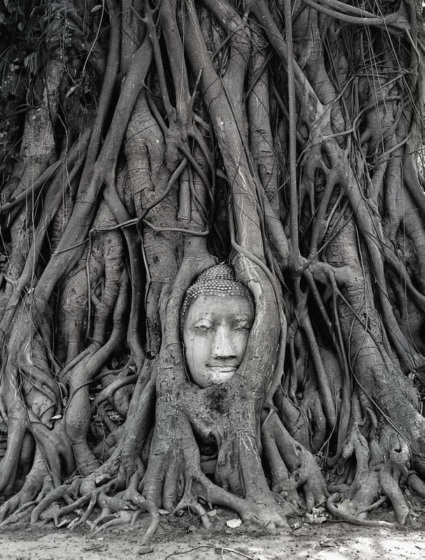 THAI CABEÇA