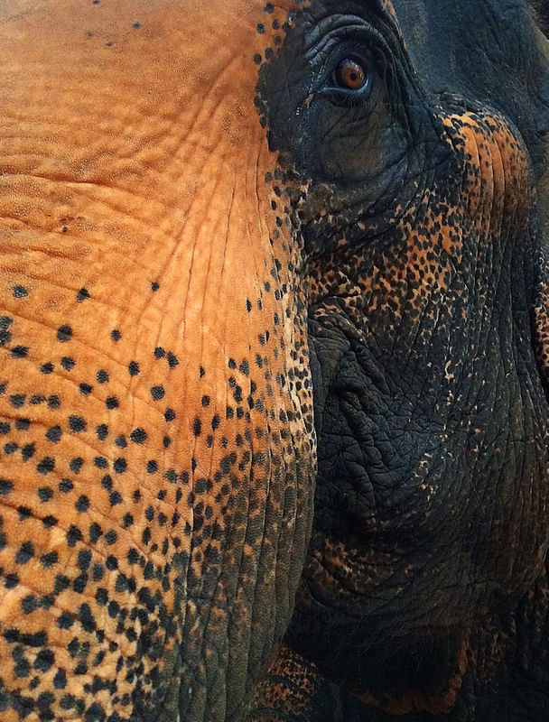ELEFANTE LAOS