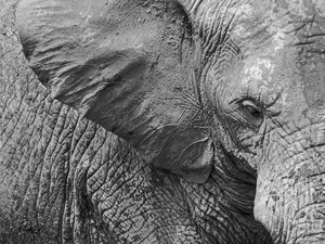 ANIMAL - O ELEFANTE E SUAS TEXTURAS - P