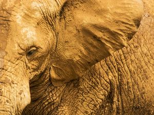 ANIMAL - O ELEFANTE E SUAS TEXTURAS
