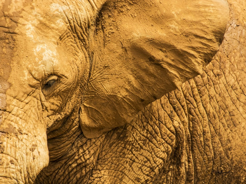 ANIMAL - O ELEFANTE E SUAS TEXTURAS