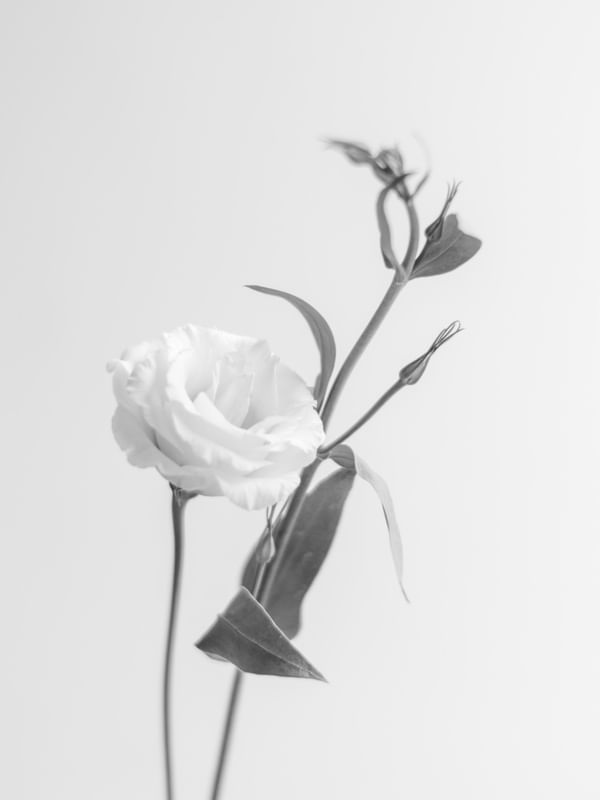 LISIANTHUS