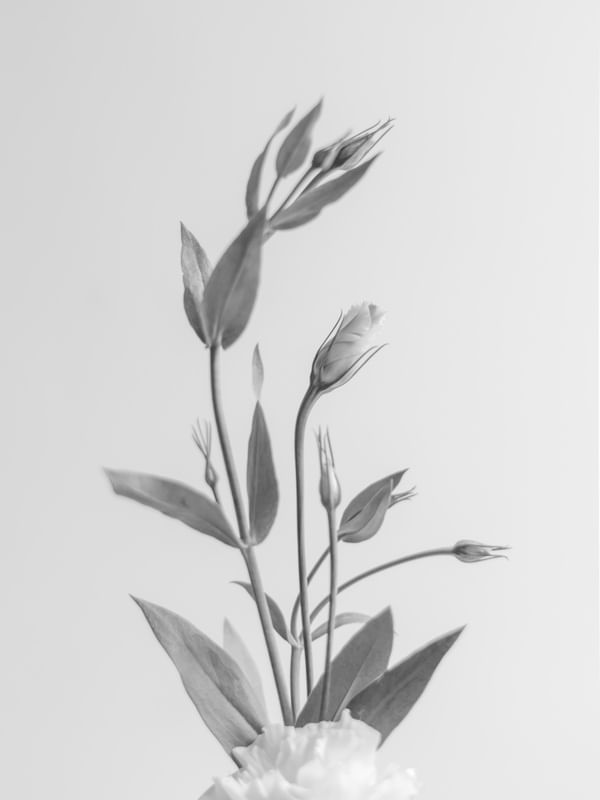 LISIANTHUS 02