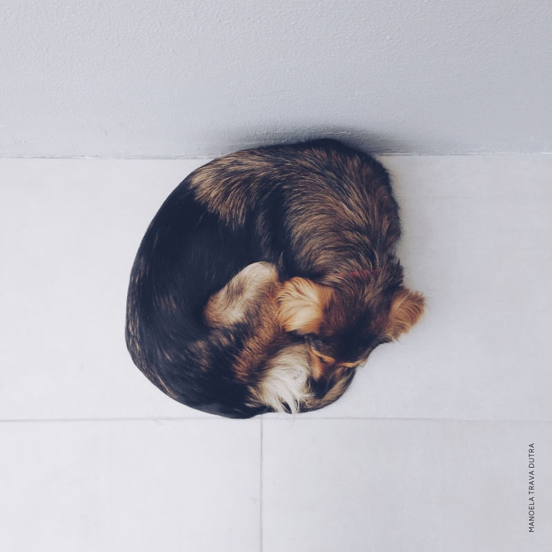 DOT DOG