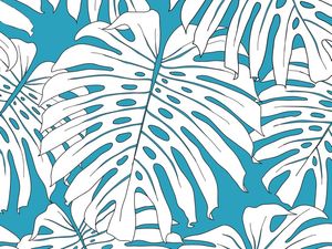 MONSTERA DELICIOSA