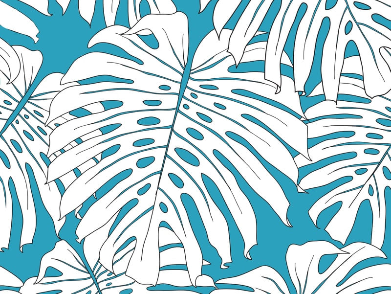 MONSTERA DELICIOSA