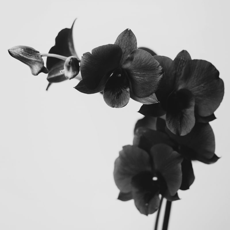BLACK ORCHID