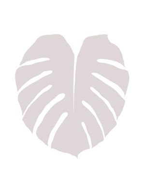 MONSTERA CINZA