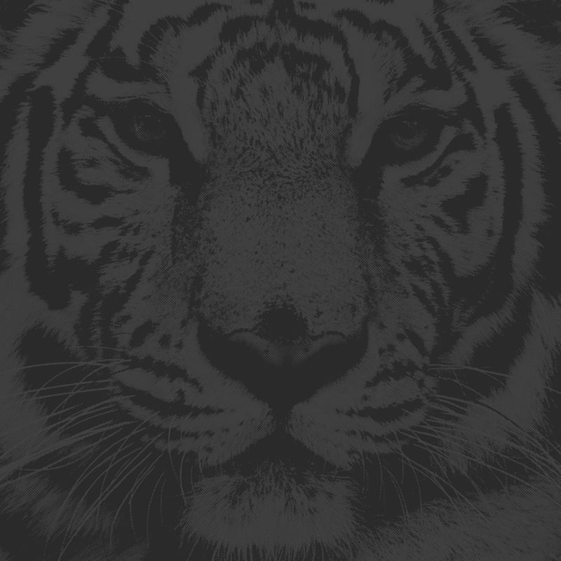 GREY TIGER