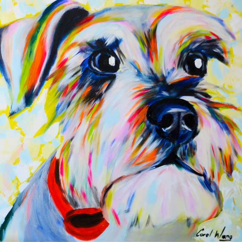 SCHNAUZER COLOR