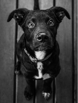 BLACK DOG