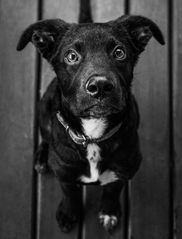 BLACK DOG
