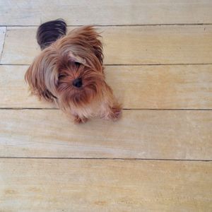 PELUDO