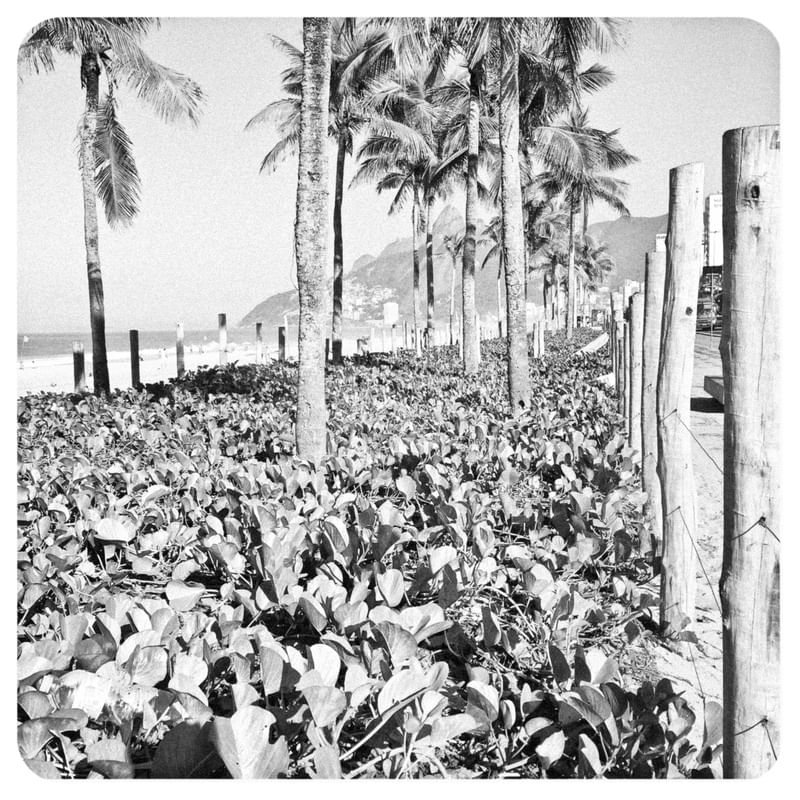 PRAIA IPANEMA VEGETACAO VISTA