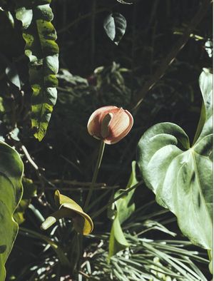 ANTÚRIO II