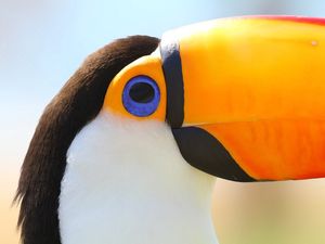 OLHAR DO TUCANO