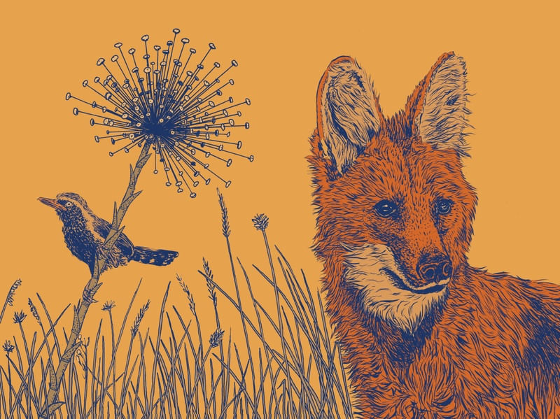 CERRADO LOBO GUARÁ