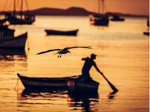 A GAIVOTA E O PESCADOR