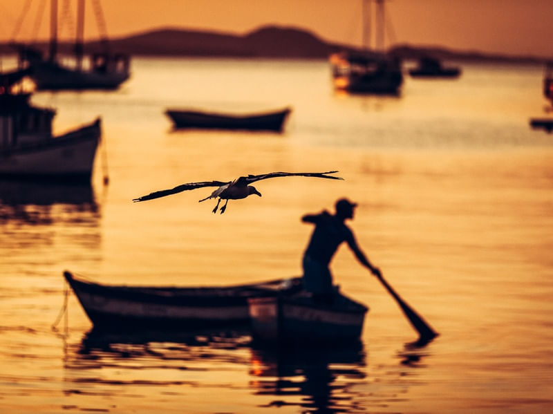 A GAIVOTA E O PESCADOR