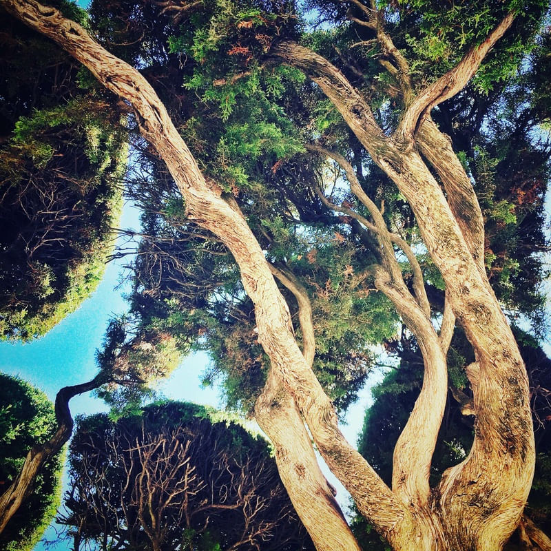 TRONCO AO CÉU