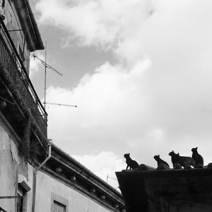GATOS NO TELHADO
