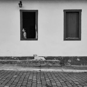 O MENINO, A JANELA E O CÃO.
