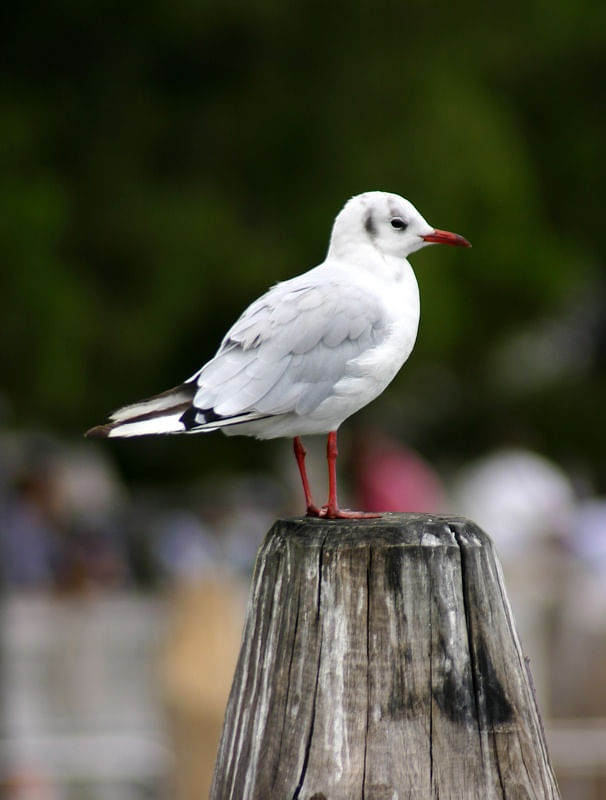 BIRD AT