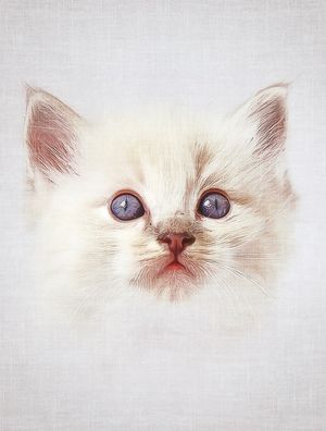 CAT #1